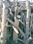 Пауловния / Paulownia сурова дървесина за обработка дърворезба бичене украса декор, снимка 4