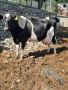 Продавам Крави Доини , снимка 1 - Крави - 45754246
