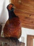 препариран фазан , снимка 3