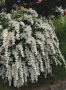 Спирея Юнска Булка, Spiraea nipponica June Bride, снимка 4