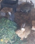 домашни зайци, снимка 3
