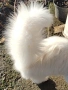 Персийска чинчила, снежно бяла, 6 мес., снимка 3