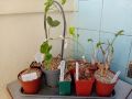Pelargonium - сукулентни растения, снимка 1 - Стайни растения - 46010008