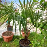 трахикарпус студоустойчиви палми, снимка 2 - Градински цветя и растения - 43204232