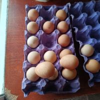 яйца от Токачка , снимка 5 - други­ - 45417429