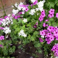 Детелина /Бяла и Розова, снимка 1 - Стайни растения - 45729976