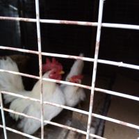 Декоративни кокошки серама, снимка 2 - Кокошки и пуйки - 45685820