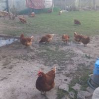 Кокошки, снимка 1 - Кокошки и пуйки - 45148131