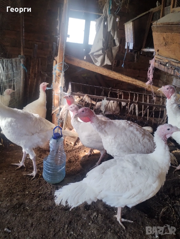 Пуйки на 7 месеца, кръстоска с бройлерна пуйка , снимка 1