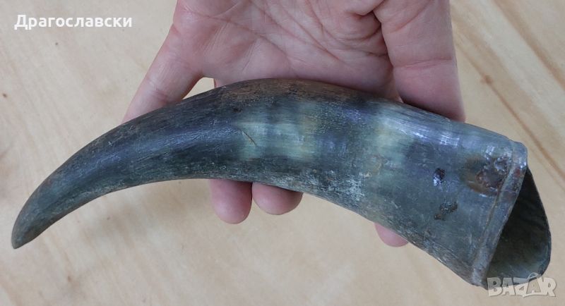 Рога, рогове: Кух рог  - 20, 15, 19 см, плътен, дръжка, снимка 1