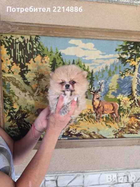 Померан  супер мини , снимка 1