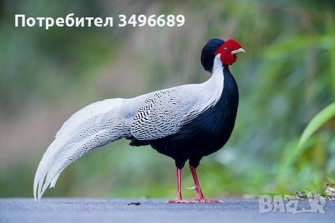 Продавам сребърни и червено златни фазани., снимка 1