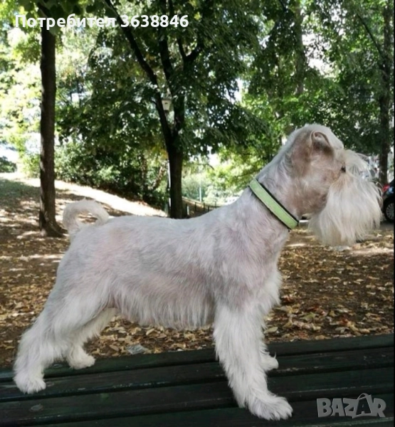 Цверг шнауцер, снимка 1