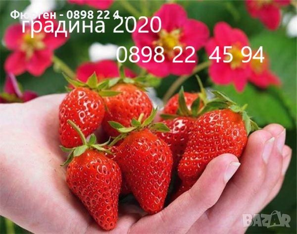 Ягода Fragaria x ananassa Toscana F 1. - Ягода тоскана  Студоустойчива, каскадна и целогодишна, снимка 1