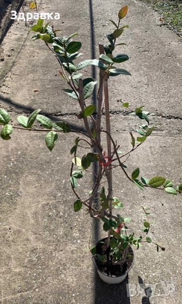 Звездовиден Жасмин 110см, снимка 1