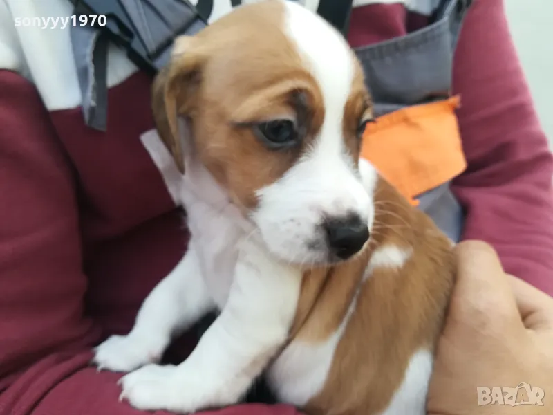 ДЖАК РЪСЕЛ ВИДИН-ТЪРСИМ ЖЕНСКА ЗА РАЗПЛОД 0205250719, снимка 1