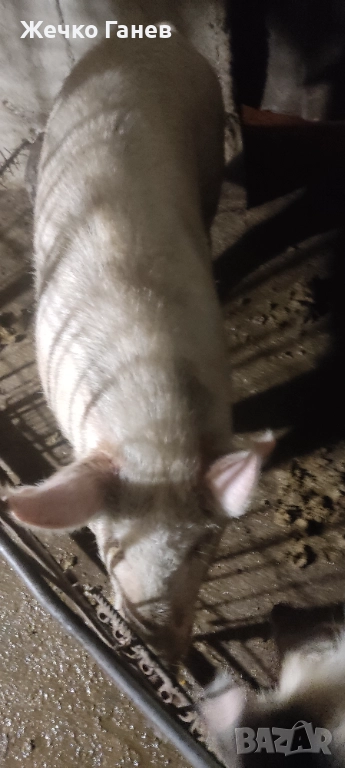 Прасе, снимка 1