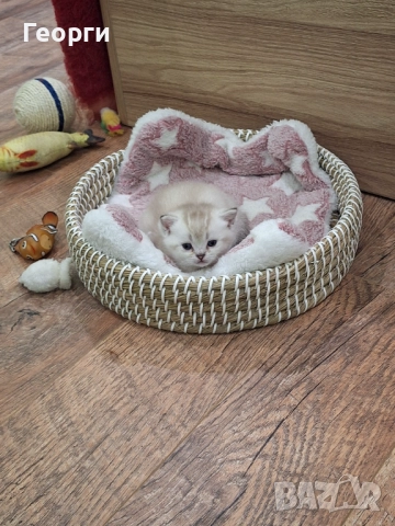 Британски късокосмести, снимка 3 - Британска късокосместа - 52717297