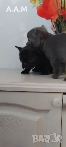 Черна  френска принцеса, снимка 3 - Френски булдог - 54112649