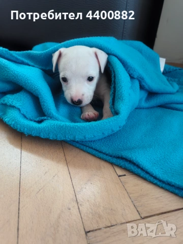 Кученце Джак Ръсел, снимка 2 - Джак ръсел териер - 54250309