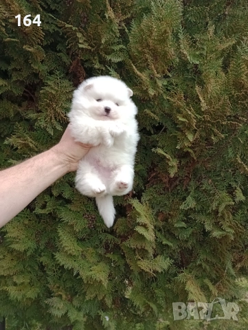 Мъжки бял Померан.  Реални снимки от 28.02.26 г.  , снимка 6 - Померан - 53658094