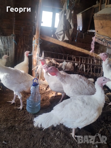 Пуйки на 7 месеца, кръстоска с бройлерна пуйка 