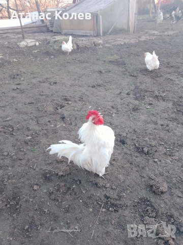  декоративни кокошки 8 евро и петли, снимка 5 - Кокошки и пуйки - 53657317