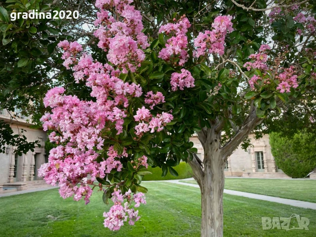 Лагерстремия - индийски люляк Налични 6 вида , снимка 9 - Разсади - 53905889