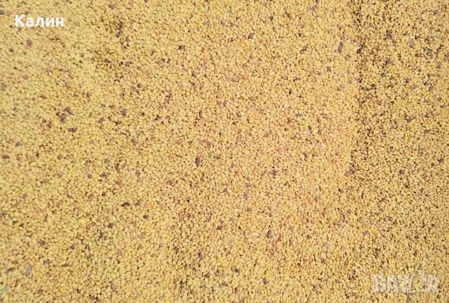 люцерново семе, снимка 3 - За селскостопански - 51748780