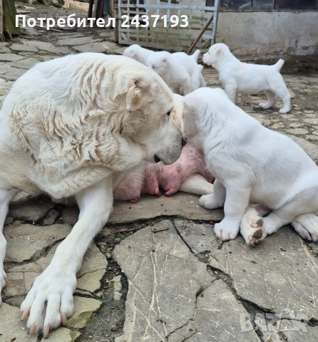 Алабай (Средно Азиатска Овчарка ), снимка 2 - Алабай - 54035161