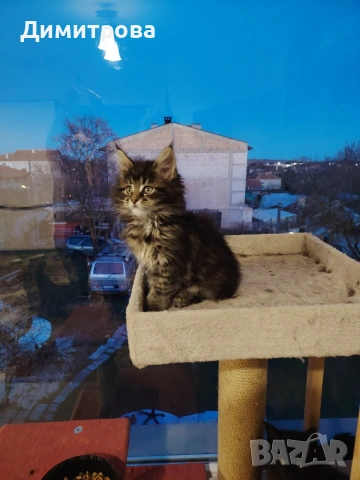 Мейн Кун, чистокръвни котета , снимка 5 - Мейн кун - 53787264