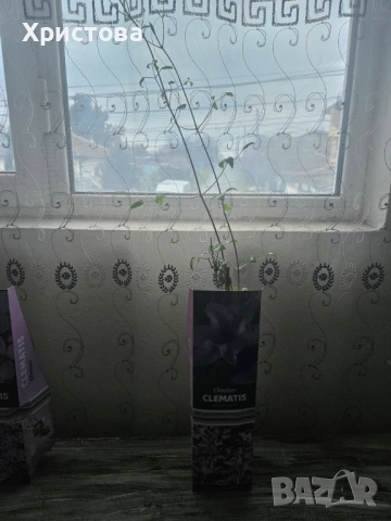 Клематис три цвята, снимка 3 - Градински цветя и растения - 53821006