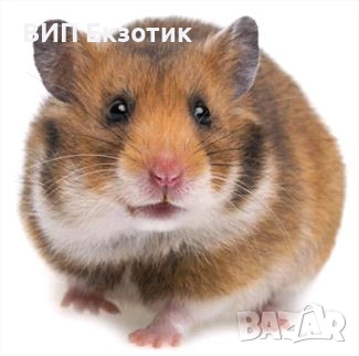 ПРОДАВА ХАМСТЕРИ И МИШКИ, снимка 2 - Други животни - 16738295