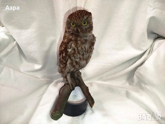 Препарирана сола (Бухал), снимка 18 - други­ - 53656912