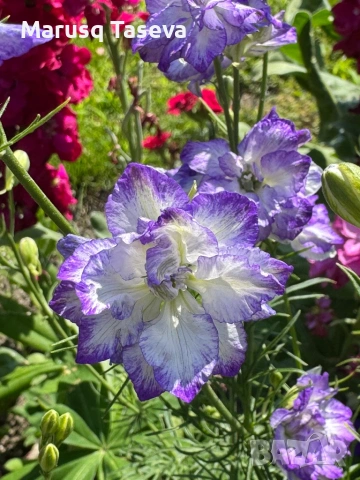 Делфиниум -10 вида , снимка 11 - Градински цветя и растения - 53818064