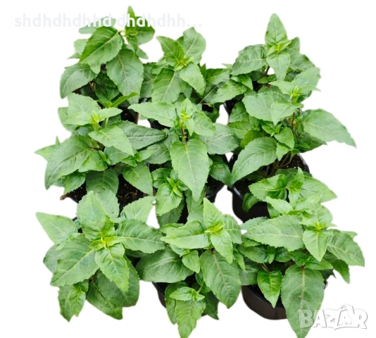 Каскадна Фуксия , снимка 17 - Градински цветя и растения - 54270784