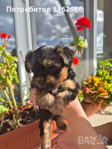 Мини Йорки , момченце , снимка 1