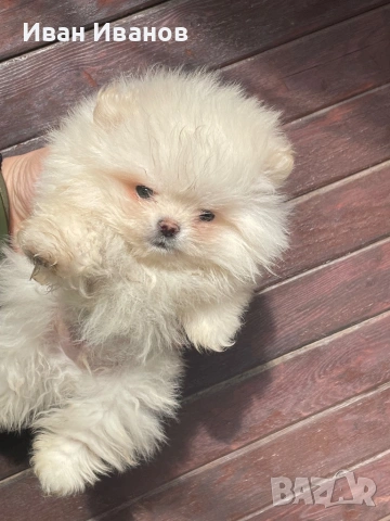 Мъжко Померанче