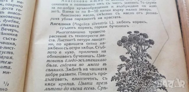 Лечебни растения употребявани въ народната медицина Съ 75 илюстрации въ текста - Н. Балтаджиев, снимка 10 - Специализирана литература - 46851649