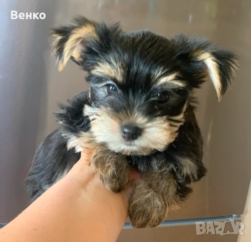 Мъжко кученце йоркширски териер, снимка 1