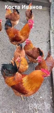 Пилета, снимка 2 - Кокошки и пуйки - 45657100