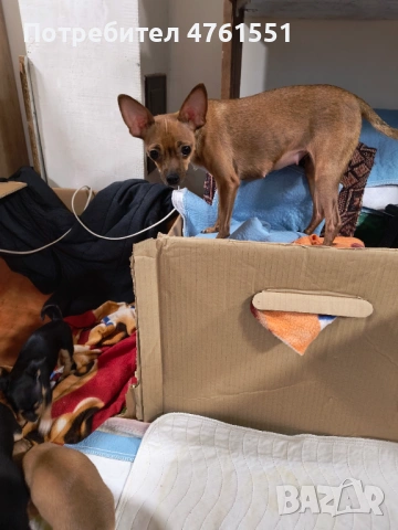 Пинчерчета , снимка 7 - Пинчер - 53788698