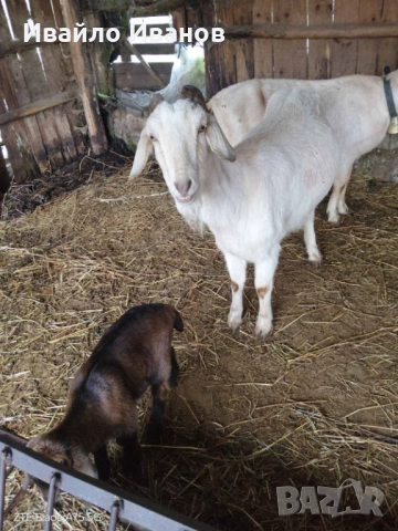 Продавам кози с ярета, снимка 11 - Кози - 53247338
