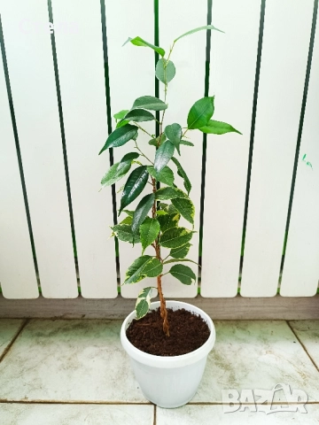 мексиканска мента, комплект Бенджамин бял, шарен и зелен, Бегония, Индрише, Епипремнум, Билбергия , снимка 7 - Стайни растения - 50328491