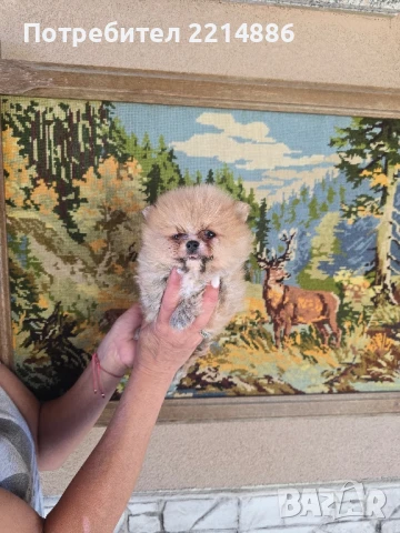 Померан  супер мини , снимка 1