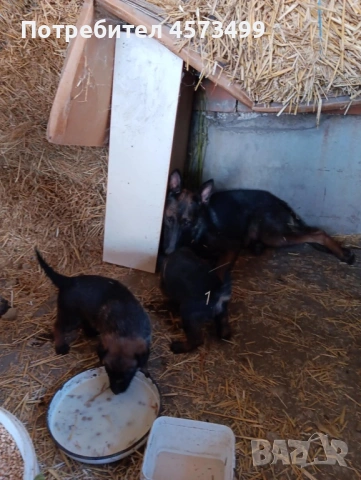 Белгийски овчарки Малиноа, снимка 2 - Белгийска овчарка - 53582487