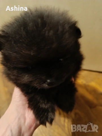 померан/мини шпиц, снимка 3 - Померан - 53597861