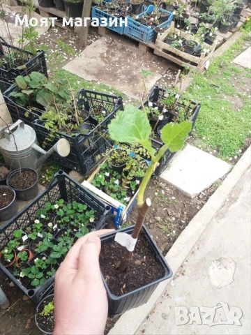 Смокиня - Мичуринска , снимка 7 - Градински цветя и растения - 53626800