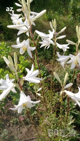 лилиум, снимка 6 - Сортови семена и луковици - 51558756