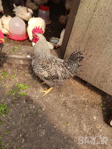 петли Супер харко, снимка 2 - Кокошки и пуйки - 54226209